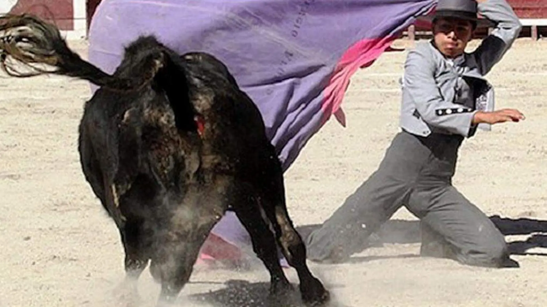 Novillero haciendo la faena a una vaca